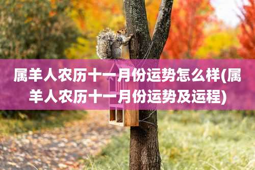 属羊人农历十一月份运势怎么样(属羊人农历十一月份运势及运程)