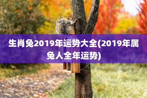 生肖兔2019年运势大全(2019年属兔人全年运势)