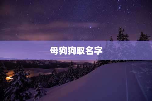 母狗狗取名字