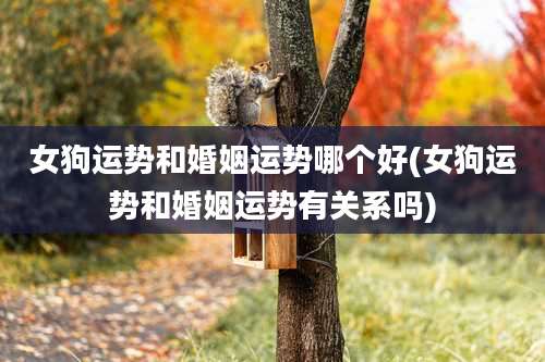 女狗运势和婚姻运势哪个好(女狗运势和婚姻运势有关系吗)