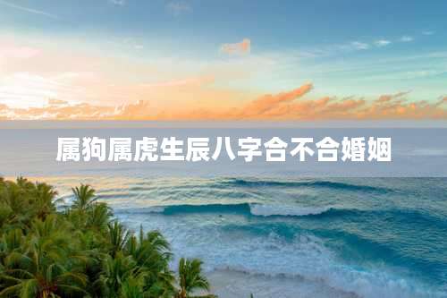 属狗属虎生辰八字合不合婚姻