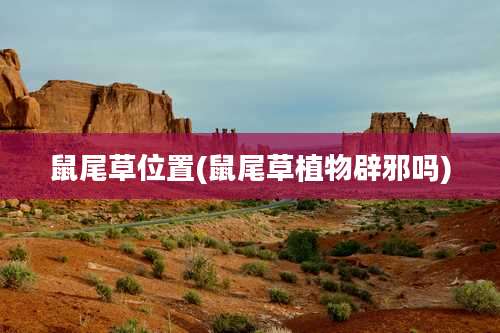 鼠尾草位置(鼠尾草植物辟邪吗)