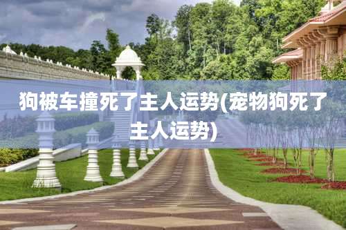 狗被车撞死了主人运势(宠物狗死了主人运势)