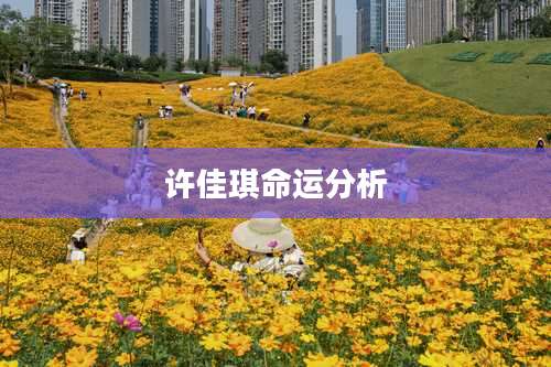 许佳琪命运分析