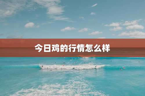今日鸡的行情怎么样