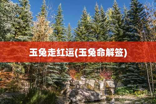 玉兔走红运(玉兔命解签)