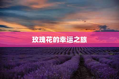 玫瑰花的幸运之旅