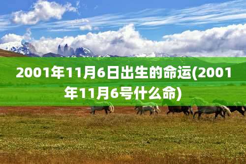 2001年11月6日出生的命运(2001年11月6号什么命)