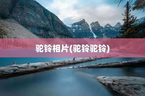 驼铃相片(驼铃驼铃)