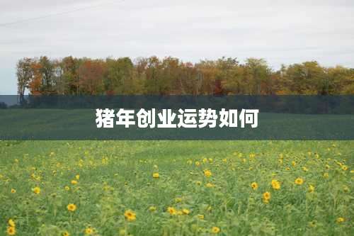 猪年创业运势如何