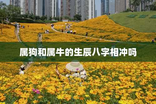 属狗和属牛的生辰八字相冲吗