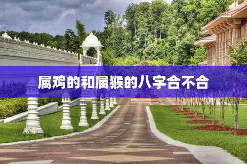 属鸡的和属猴的八字合不合