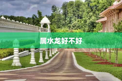 属水龙好不好