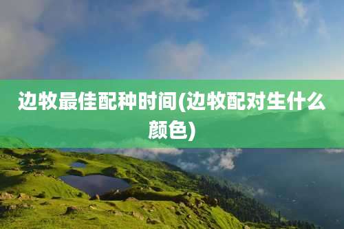 边牧最佳配种时间(边牧配对生什么颜色)