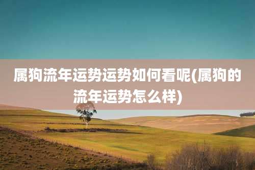 属狗流年运势运势如何看呢(属狗的流年运势怎么样)