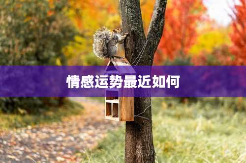 情感运势最近如何