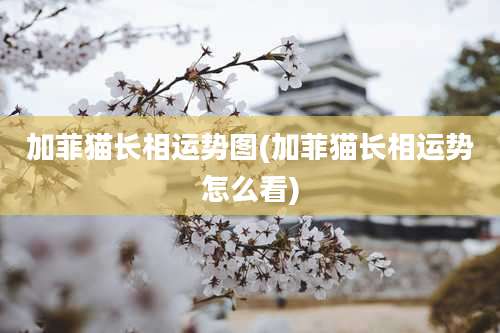 加菲猫长相运势图(加菲猫长相运势怎么看)