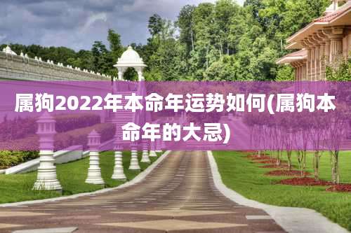 属狗2022年本命年运势如何(属狗本命年的大忌)