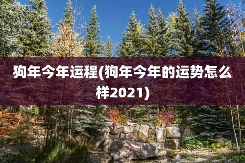 狗年今年运程(狗年今年的运势怎么样2021)