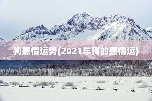 狗感情运势(2021年狗的感情运)