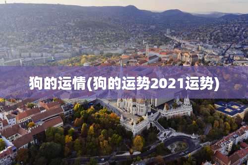 狗的运情(狗的运势2021运势)