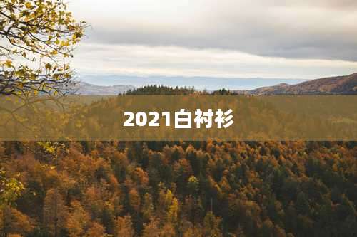 2021白衬衫