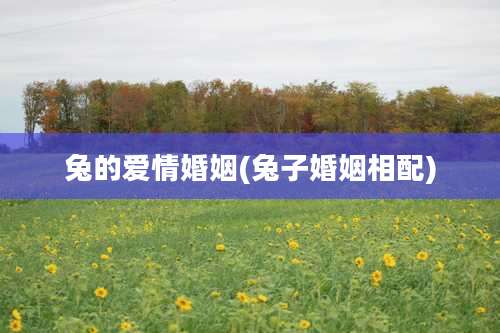 兔的爱情婚姻(兔子婚姻相配)