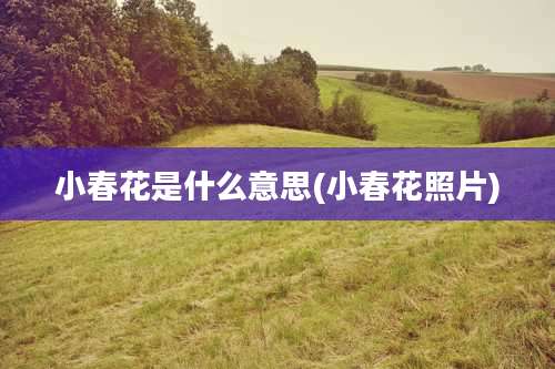 小春花是什么意思(小春花照片)