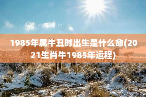 1985年属牛丑时出生是什么命(2021生肖牛1985年运程)
