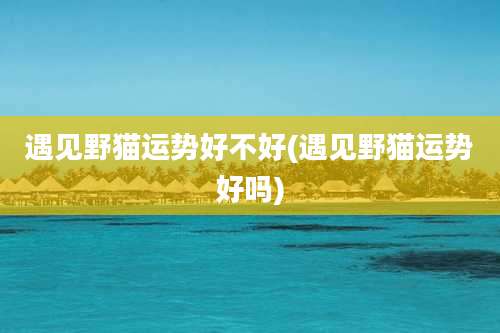 遇见野猫运势好不好(遇见野猫运势好吗)