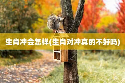 生肖冲会怎样(生肖对冲真的不好吗)