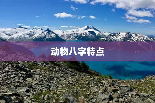 动物八字特点