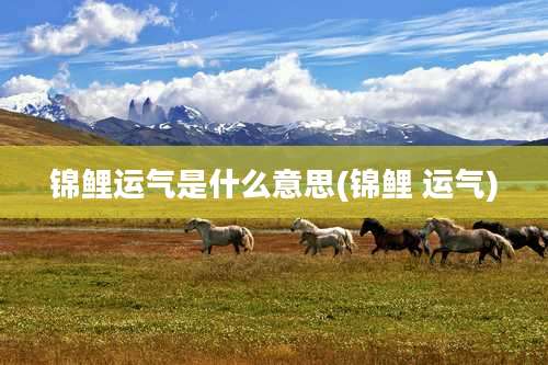 锦鲤运气是什么意思(锦鲤 运气)