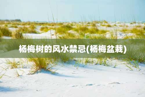 杨梅树的风水禁忌(杨梅盆栽)