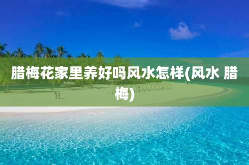 腊梅花家里养好吗风水怎样(风水 腊梅)