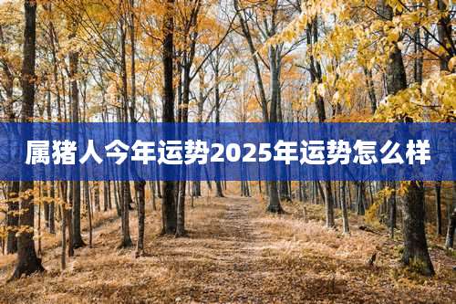 属猪人今年运势2025年运势怎么样