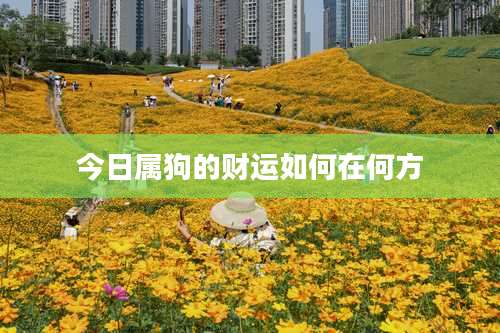 今日属狗的财运如何在何方