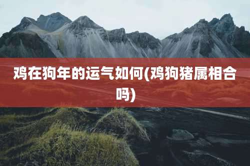 鸡在狗年的运气如何(鸡狗猪属相合吗)