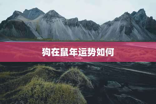狗在鼠年运势如何