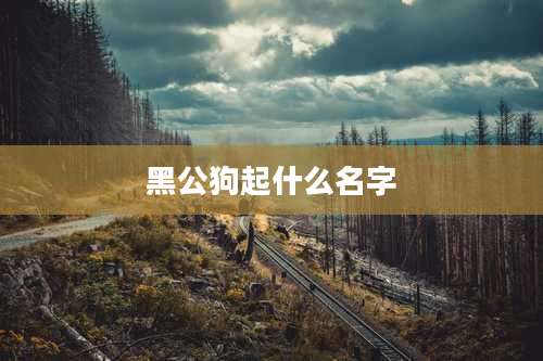 黑公狗起什么名字