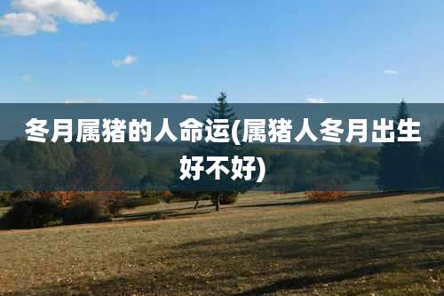 冬月属猪的人命运(属猪人冬月出生好不好)