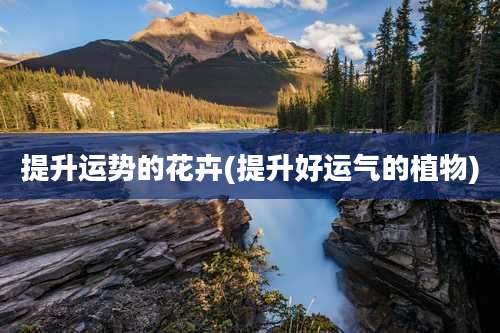 提升运势的花卉(提升好运气的植物)