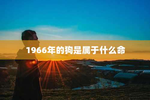 1966年的狗是属于什么命