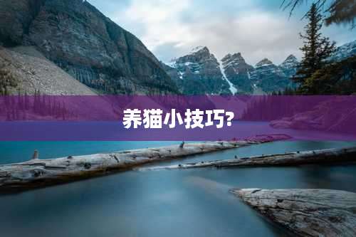养猫小技巧?