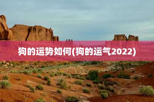 狗的运势如何(狗的运气2022)