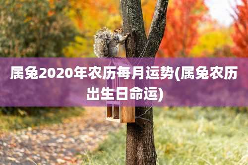 属兔2020年农历每月运势(属兔农历出生日命运)