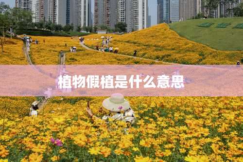 植物假植是什么意思