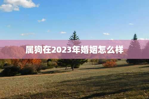 属狗在2023年婚姻怎么样
