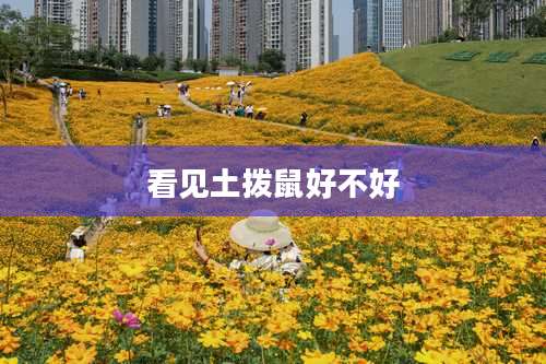 看见土拨鼠好不好