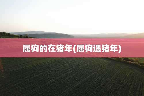 属狗的在猪年(属狗遇猪年)